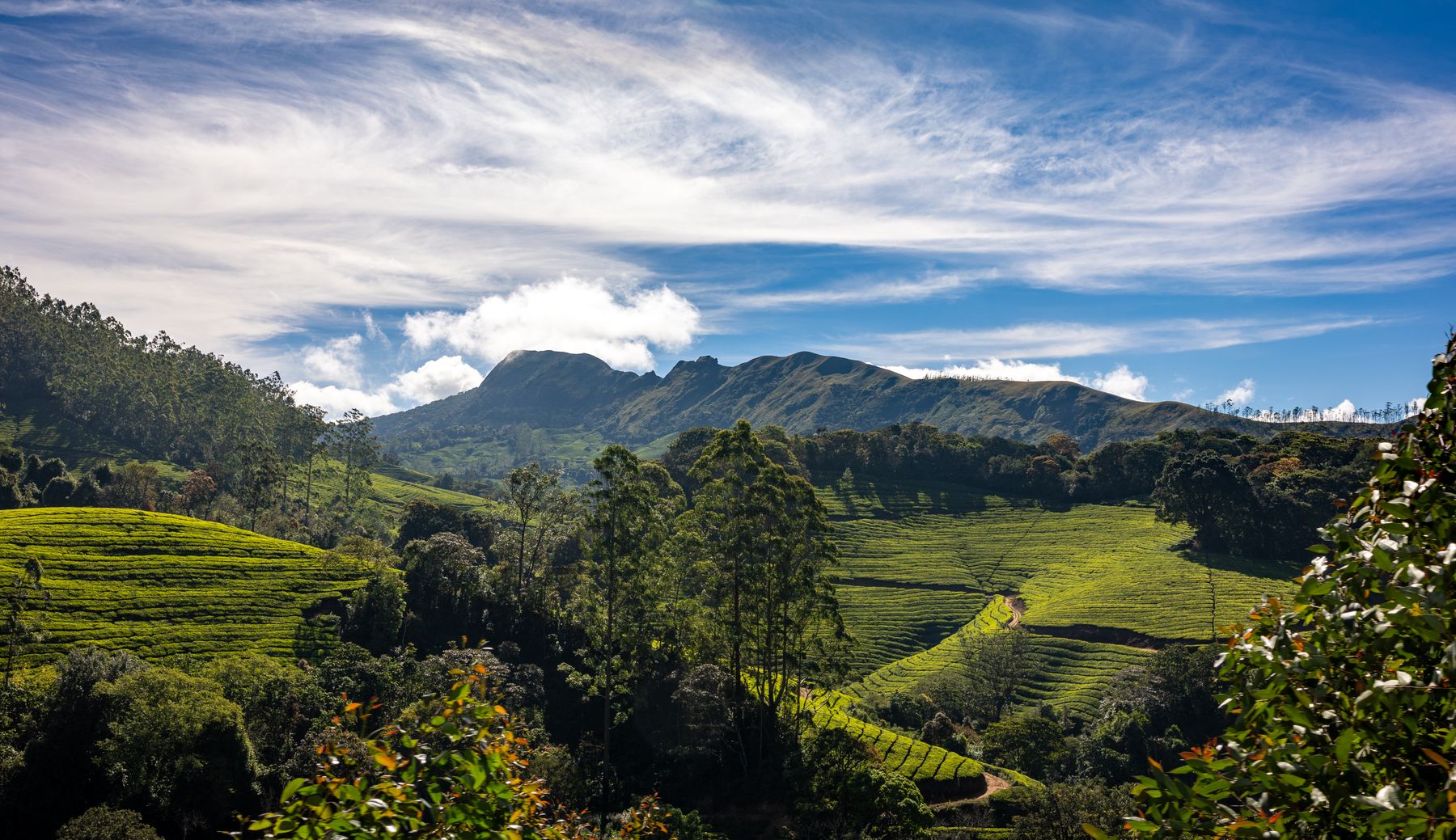 Munnar Tea Hills And Mountains